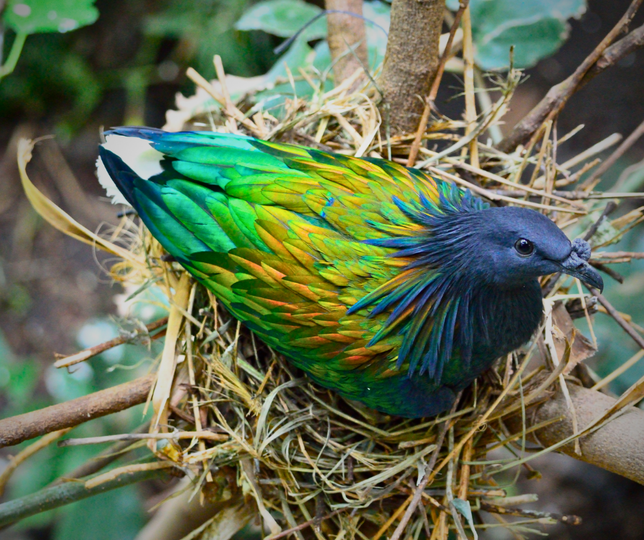 Nesting: Dads can nest, too!